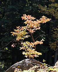 fall sapling in sunlight